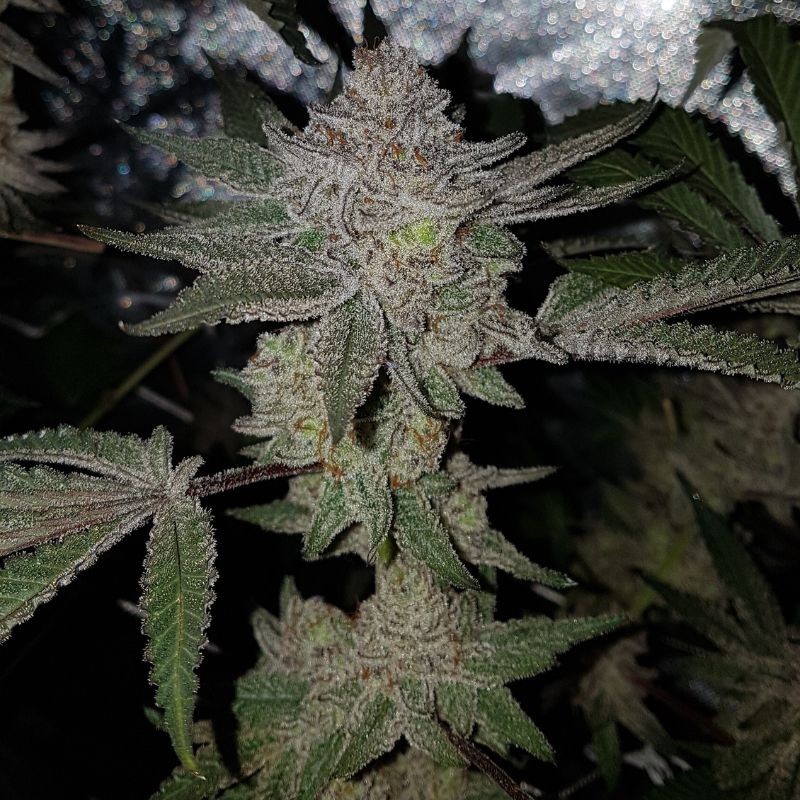 Nasiona medycznej marihuany CBD Tonic 1:20 - odmiana konopi