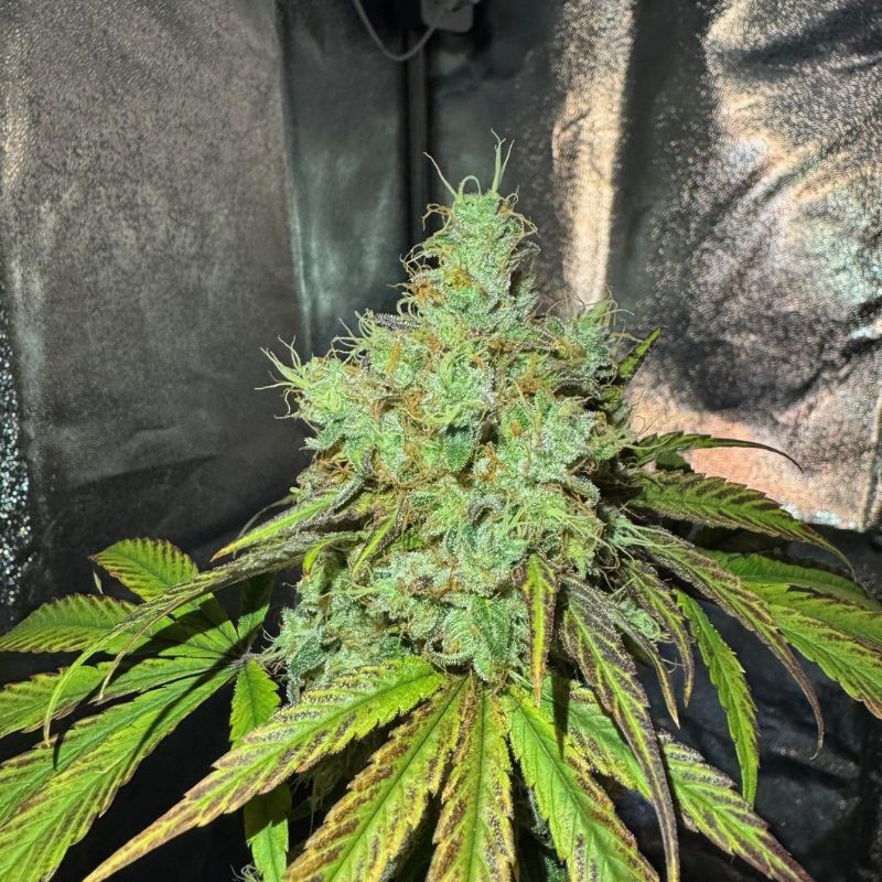 Nasiona marihuany Brazil Amazonia - odmiana konopi