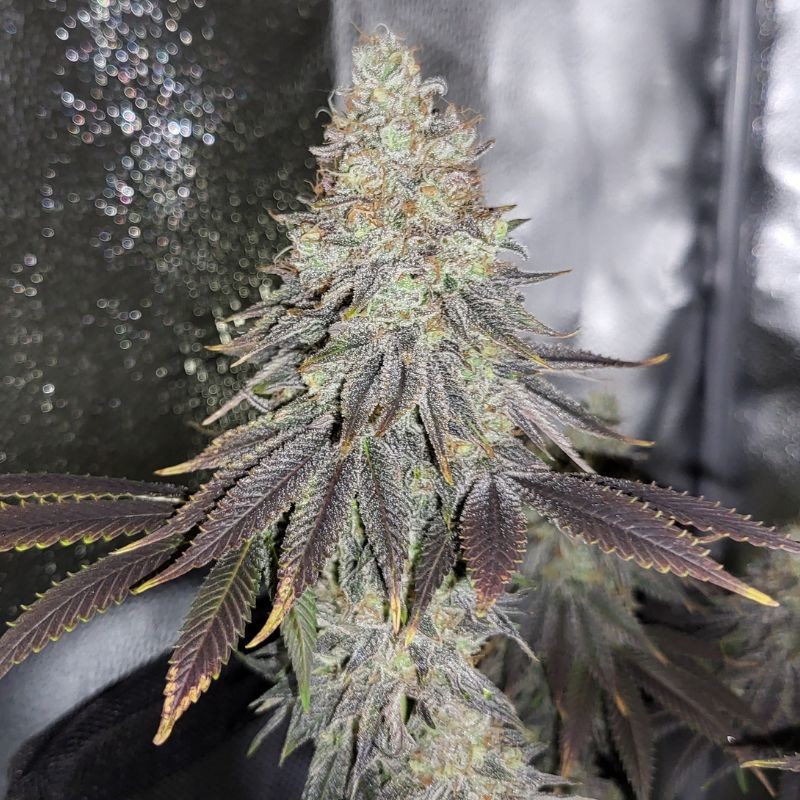 Nasiona marihuany automatyczne Amnesia Ryder Auto - odmiana konopi