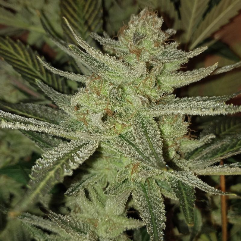 Nasiona marihuany Afghan Kush x Yumbolt - odmiana konopi