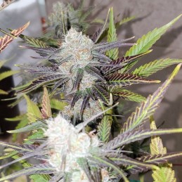 Nasiona marihuany Afghan Kush x White Widow - odmiana konopi