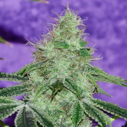 Nasiona marihuany Afghan Kush x Skunk - odmiana konopi