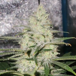 Nasiona marihuany Picante - opis odmiany konopi