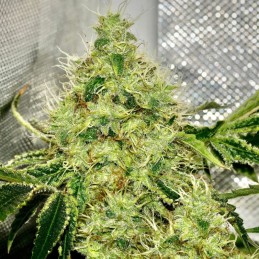 Nasiona marihuany Apple Crumble - odmiana konopi