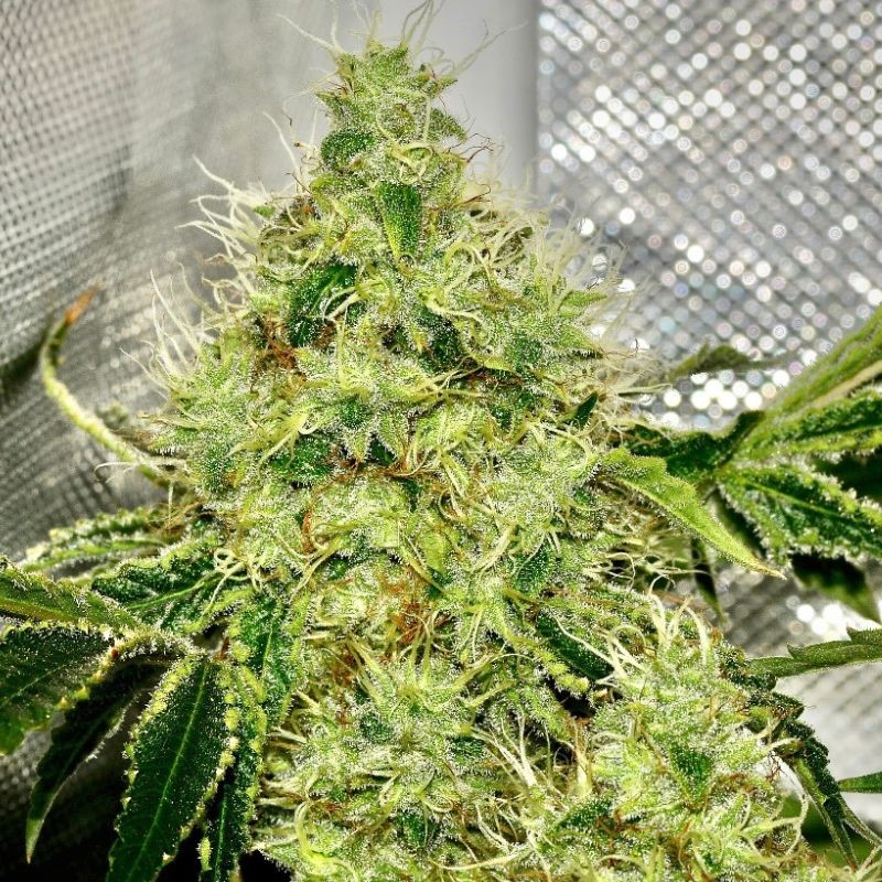 Nasiona marihuany Apple Crumble - odmiana konopi