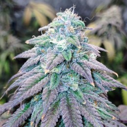 nasiona marihuany White Lavender - opis odmiany konopi