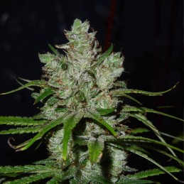 Nasiona marihuany White Critical - opis odmiany konopi