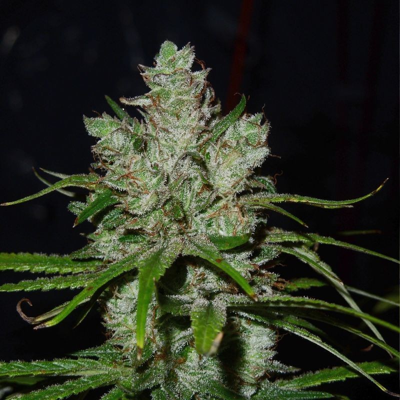 Nasiona marihuany White Critical - opis odmiany konopi