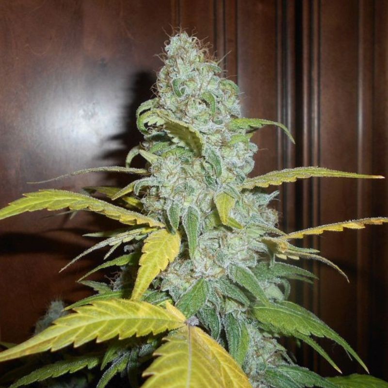 Nasiona marihuany automatyczne Auto Berry - odmiana konopi