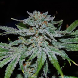 Nasiona marihuany Tropical Punch - opis odmiany konopi