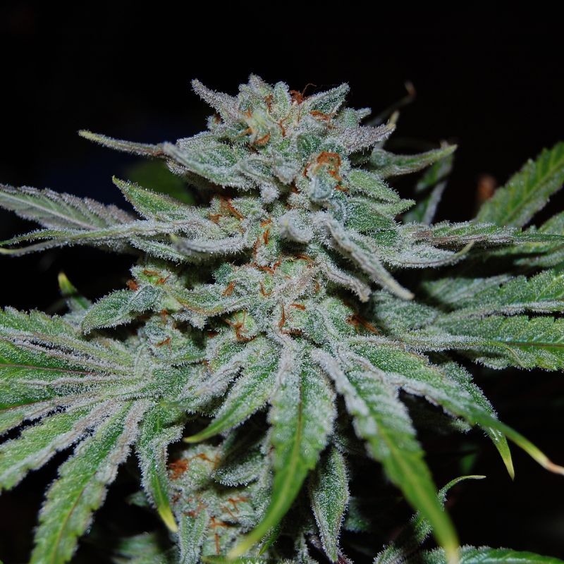 Nasiona marihuany Tropical Punch - opis odmiany konopi