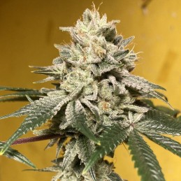 Nasiona marihuany Sweet Amnesia - opis odmiany konopi
