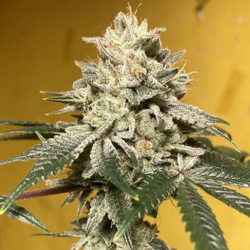 Nasiona marihuany Sweet Amnesia - opis odmiany konopi