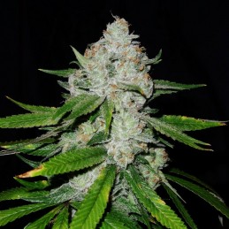 Nasiona marihuany automatyczne Auto Diesel - odmiana konopi