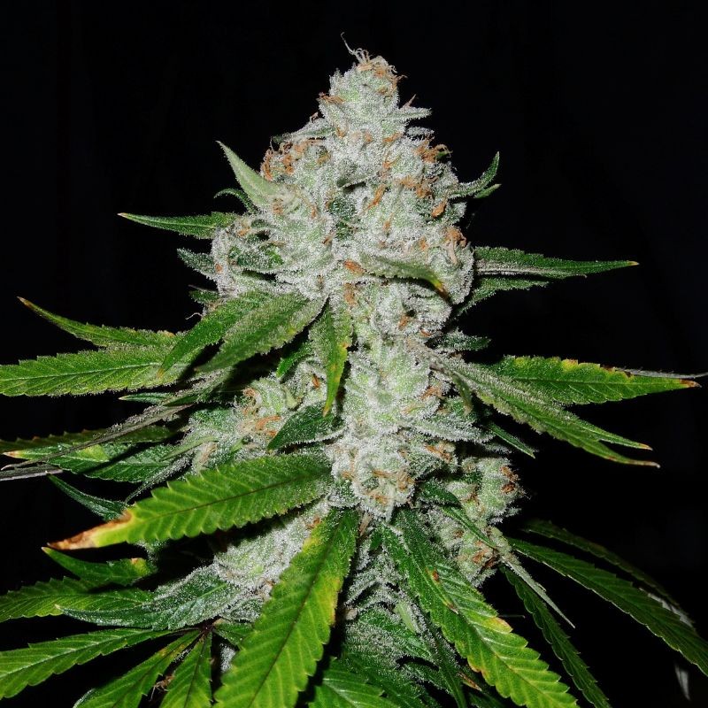 Nasiona marihuany automatyczne Auto Diesel - odmiana konopi