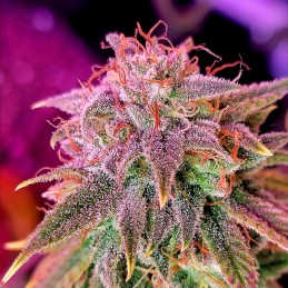 Nasiona marihuany automatyczne Auto Pineapple Express - odmiana konopi
