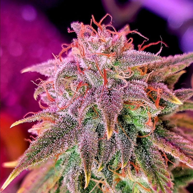 Nasiona marihuany automatyczne Auto Pineapple Express - odmiana konopi
