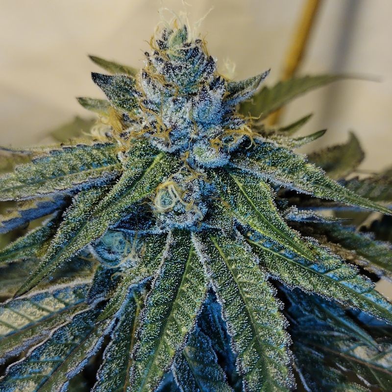 Nasiona marihuany Royal Kush - opis odmiany konopi