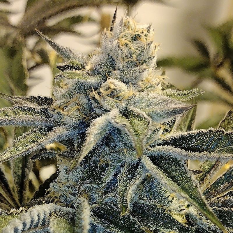 Nasiona marihuany Raw Diesel - opis odmiany konopi