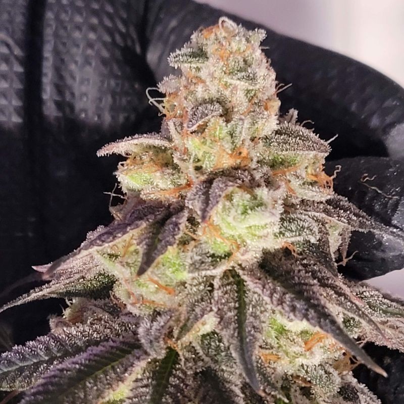 Nasiona marihuany Purple Haze Super Strong - opis odmiany konopi