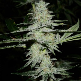 Nasiona marihuany automatyczne Auto Bride Cake - odmiana konopi