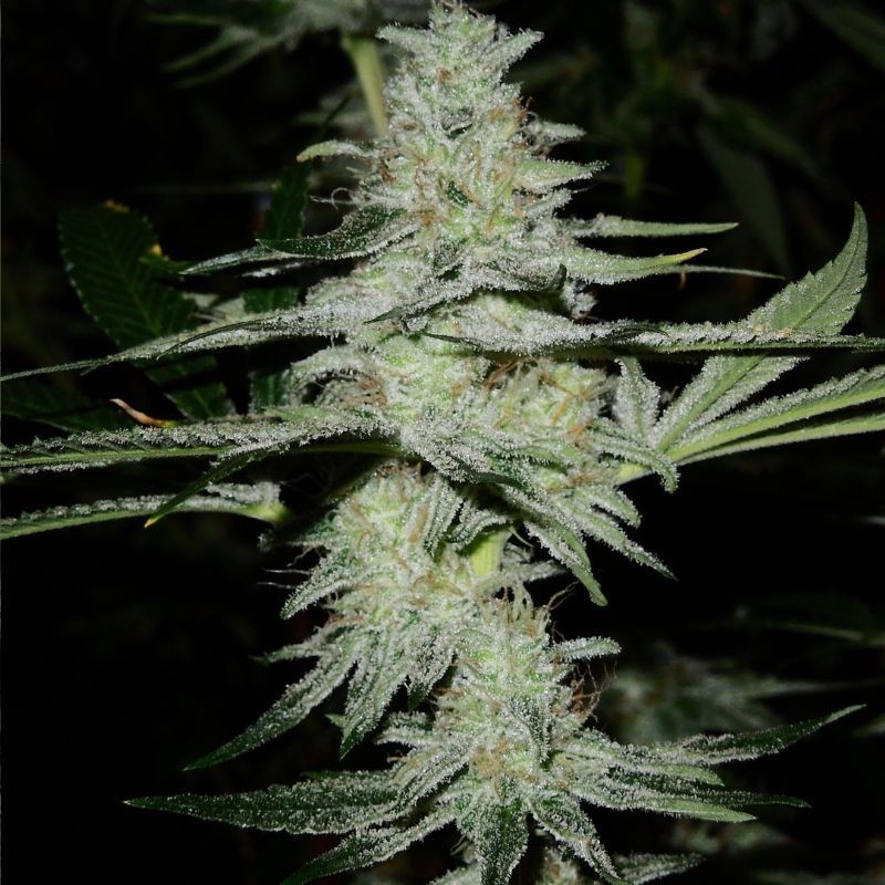 Nasiona marihuany automatyczne Auto Bride Cake - odmiana konopi