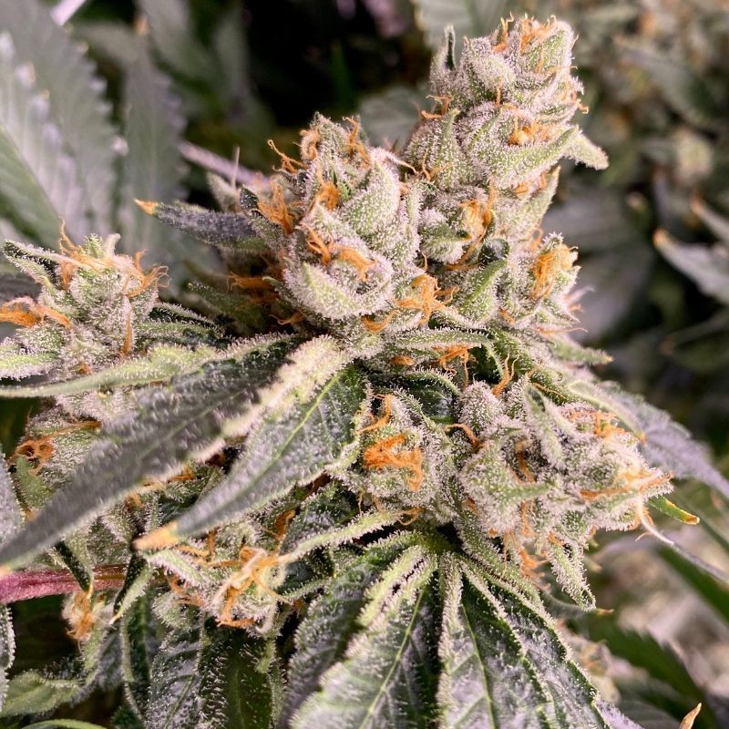 Nasiona marihuany automatyczne Pineapple Express 2 Auto - opis odmiany konopi
