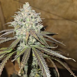 Nasiona marihuany automatyczne Auto Dosi - odmiana konopi