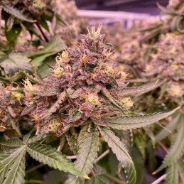 Nasiona medycznej marihuany Peanut Butter Peach Puree CBD - opis odmiany konopi