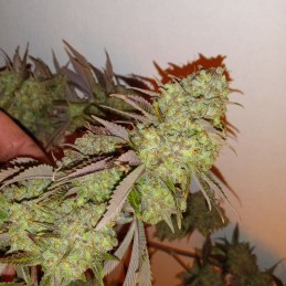 Nasiona marihuany OG13 - opis odmiany konopi