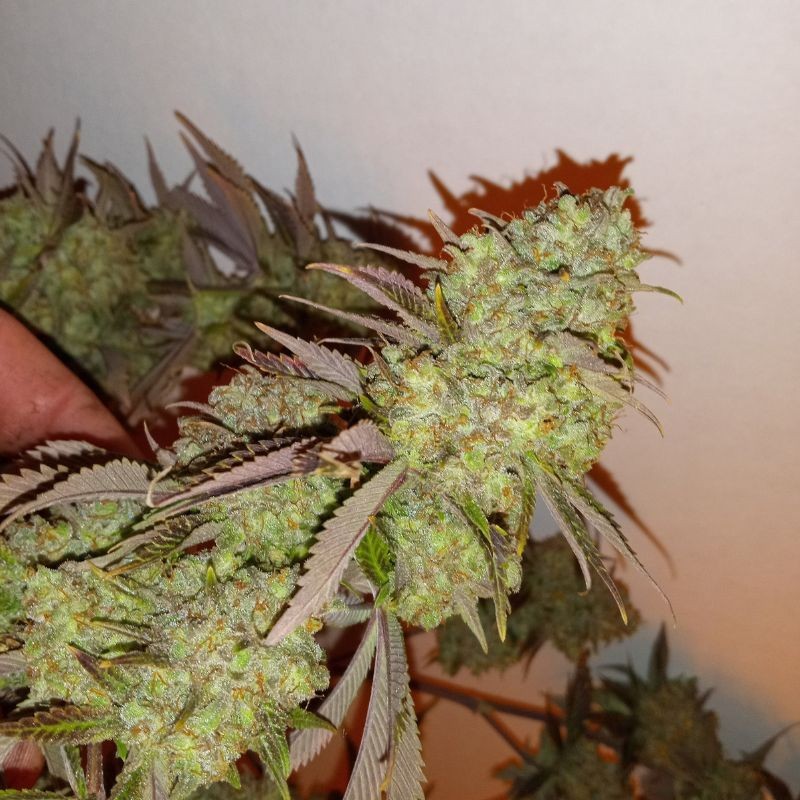 Nasiona marihuany OG13 - opis odmiany konopi