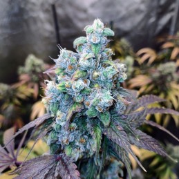 Nasiona marihuany Northern Lights x Skunk - opis odmiany konopi