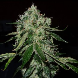 Nasiona marihuany Mozzarella - opis odmiany konopi