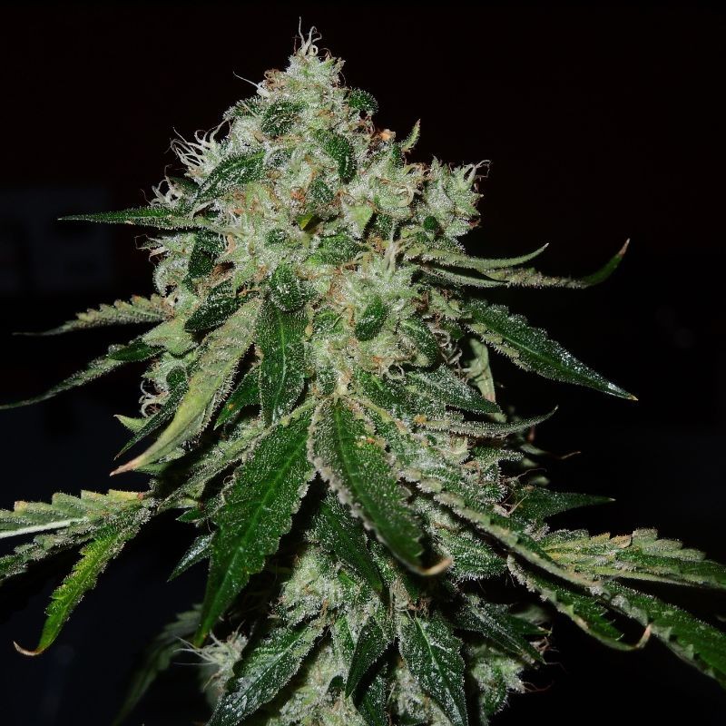 Nasiona marihuany Mozzarella - opis odmiany konopi