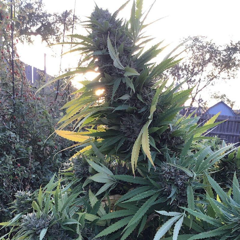 Nasiona marihuany Midnight Kush - opis odmiany konopi