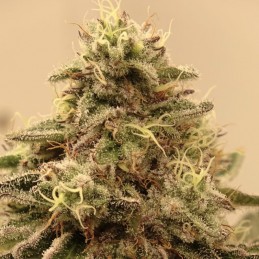 Nasiona marihuany Maltezerz - opis odmiany konopi