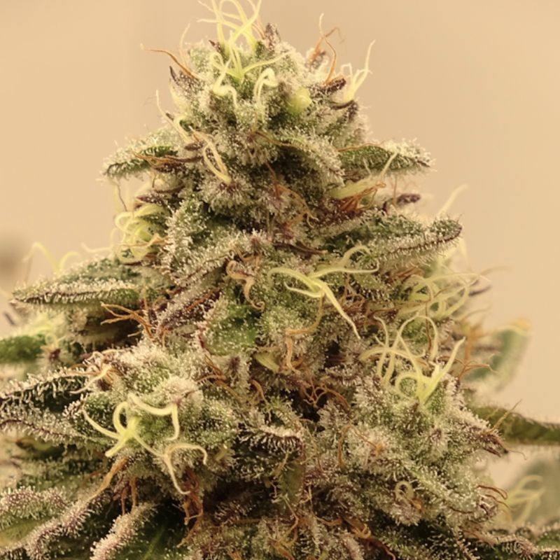 Nasiona marihuany Maltezerz - opis odmiany konopi