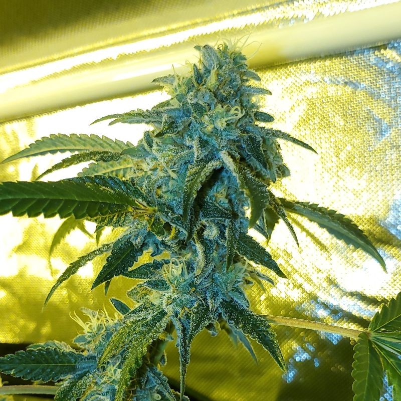 Nasiona marihuany automatyczne Auto Fro-Yo - odmiana konopi