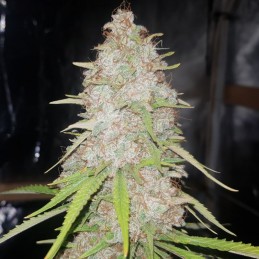 Nasiona marihuany Gigabud - odmiana konopi