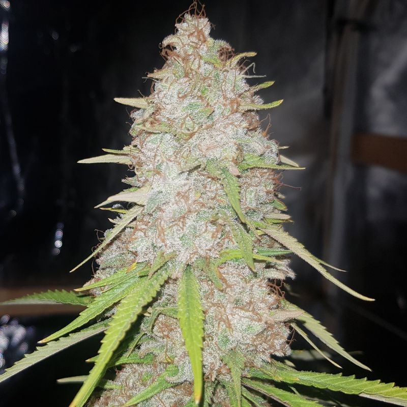 Nasiona marihuany Gigabud - odmiana konopi