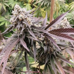 Nasiona marihuany Double Black - odmiana konopi