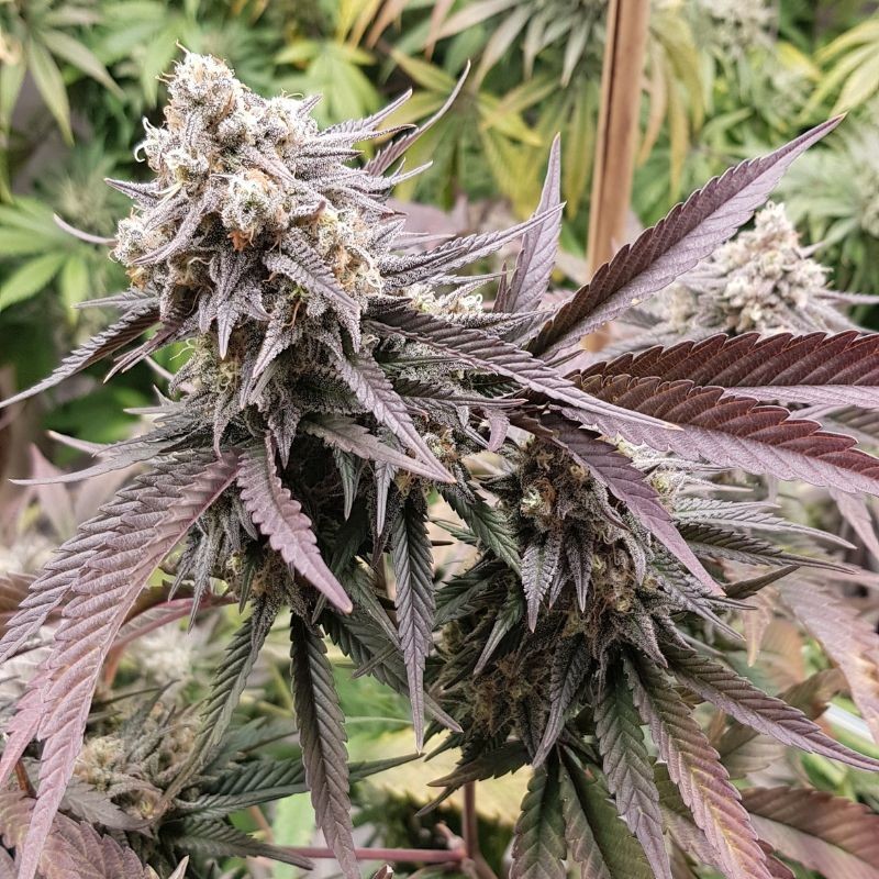 Nasiona marihuany Double Black - odmiana konopi