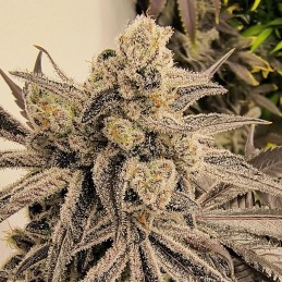 Nasiona marihuany Chocolate Heaven - odmiana konopi