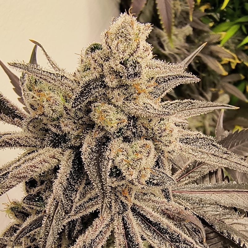 Nasiona marihuany Chocolate Heaven - odmiana konopi