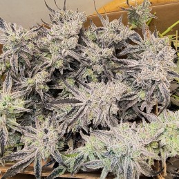 Nasiona marihuany Blueberry Gum 2 - odmiana konopi