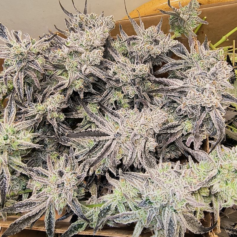 Nasiona marihuany Blueberry Gum 2 - odmiana konopi