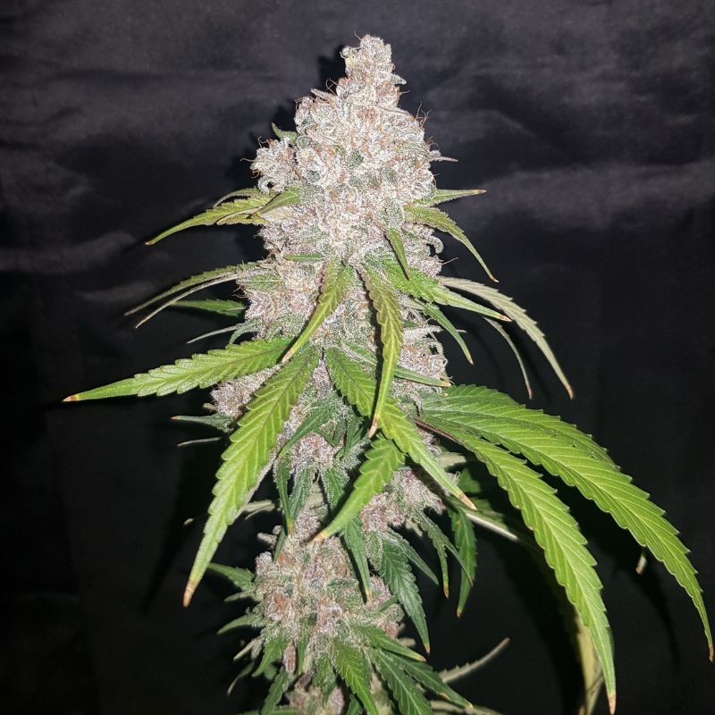 Nasiona marihuany Blue Venom - odmiana konopi