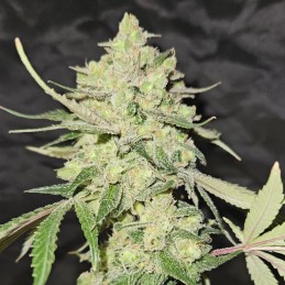 Nasiona marihuany Blue OG - odmiana konopi