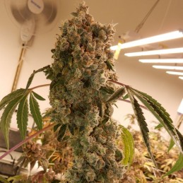 Nasiona marihuany Blue Cindy - odmiana konopi