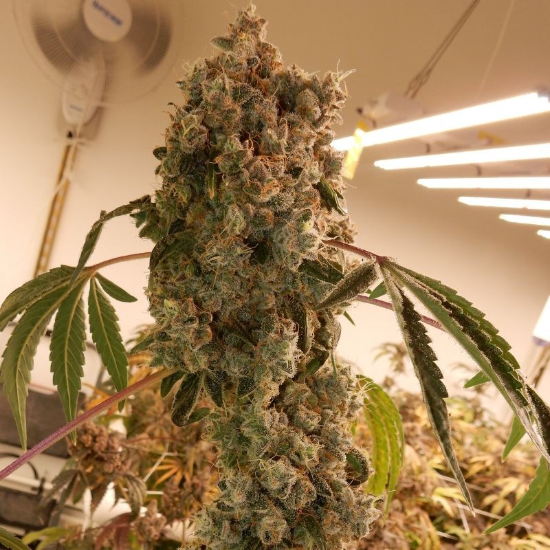 Nasiona marihuany Blue Cindy - odmiana konopi